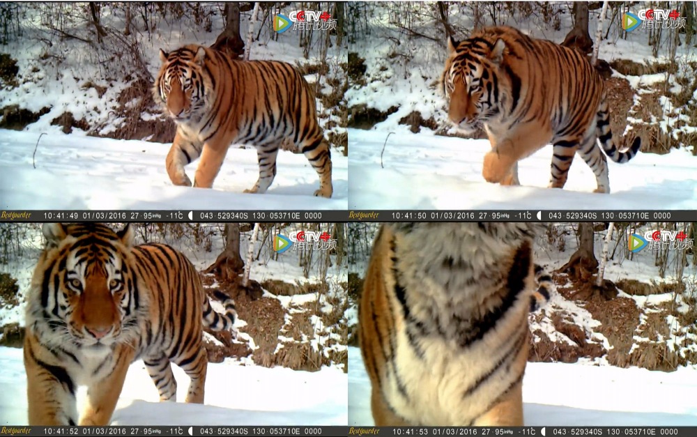 Охотничья фотоловушка SG-880V